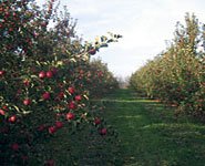 Dubois Farms