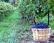 wine6