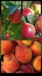 Honeycrisp, Peach, and Nectarine Festival