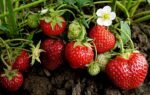 Pick Your Own Strawberries!