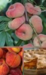 Peach Festival